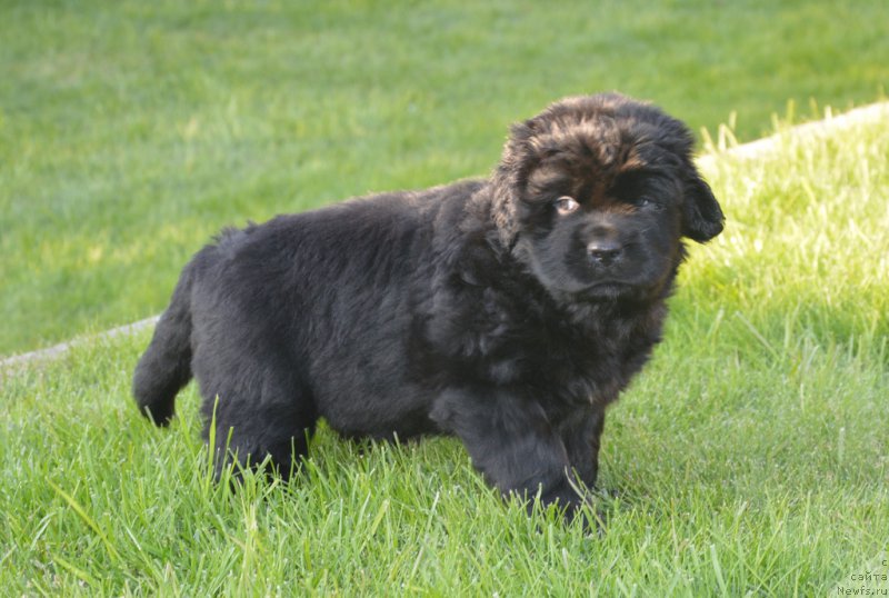 Фото: ньюфаундленд С'Нежная Вьюга Венто Ди Фиори (S'Nezhnaya Vjuga Vento Di Fiori)