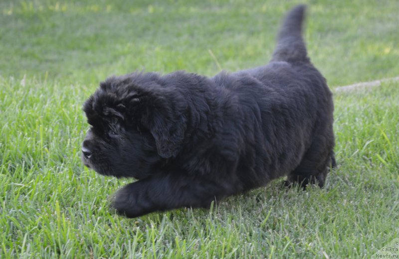 Фото: ньюфаундленд С'Нежная Вьюга Венто Ди Фиори (S'Nezhnaya Vjuga Vento Di Fiori)