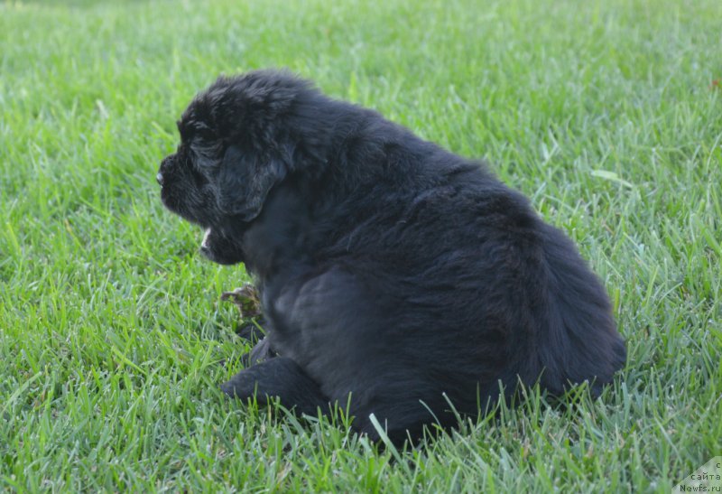 Фото: ньюфаундленд С'Нежная Вьюга Венто Ди Фиори (S'Nezhnaya Vjuga Vento Di Fiori)