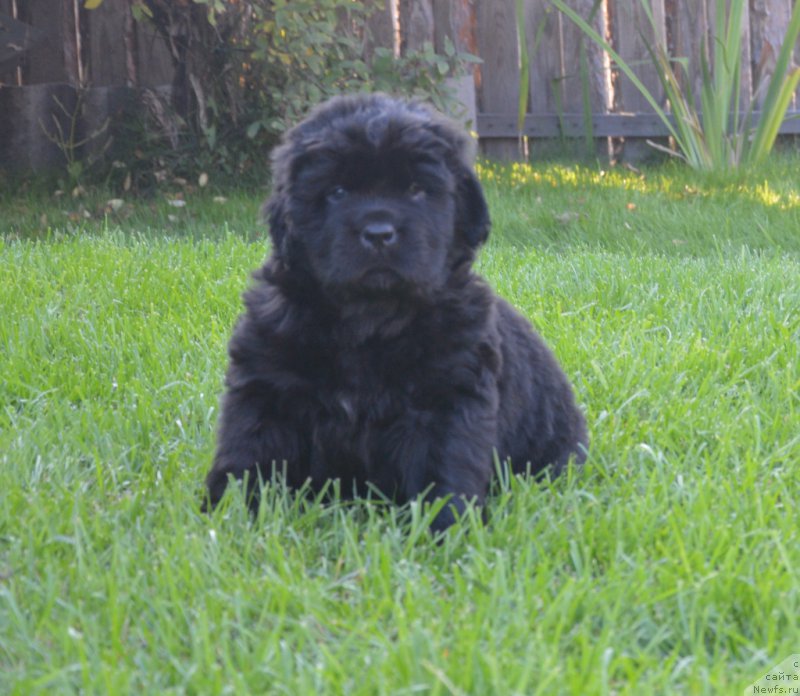 Фото: ньюфаундленд С'Нежная Вьюга Венто Ди Фиори (S'Nezhnaya Vjuga Vento Di Fiori)