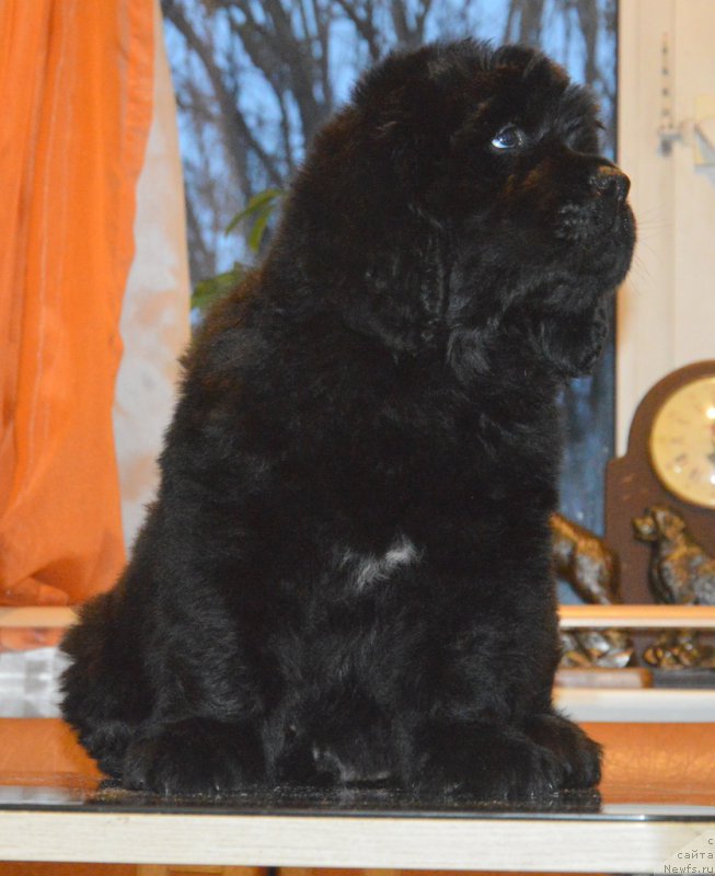 Фото: ньюфаундленд С'Нежная Вьюга Венто Ди Фиори (S'Nezhnaya Vjuga Vento Di Fiori)