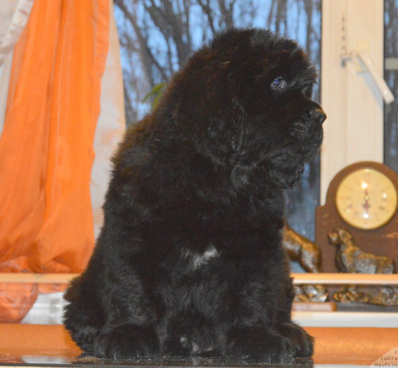 Фото: ньюфаундленд С'Нежная Вьюга Венто Ди Фиори (S'Nezhnaya Vjuga Vento Di Fiori)