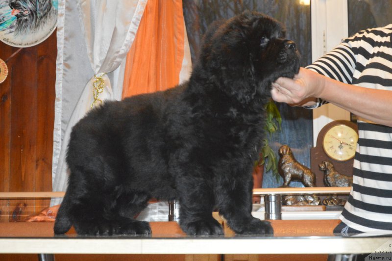 Фото: ньюфаундленд С'Нежная Вьюга Венто Ди Фиори (S'Nezhnaya Vjuga Vento Di Fiori)