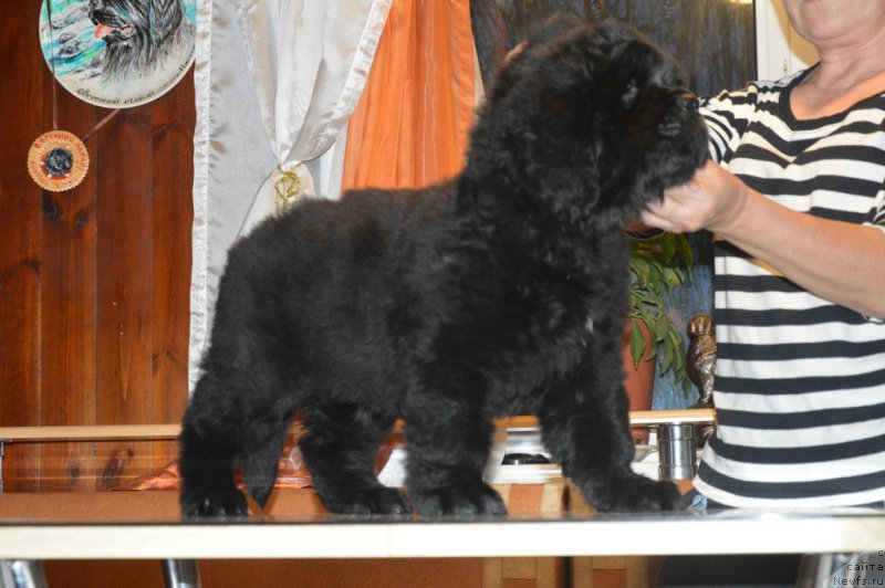 Фото: ньюфаундленд С'Нежная Вьюга Венто Ди Фиори (S'Nezhnaya Vjuga Vento Di Fiori)