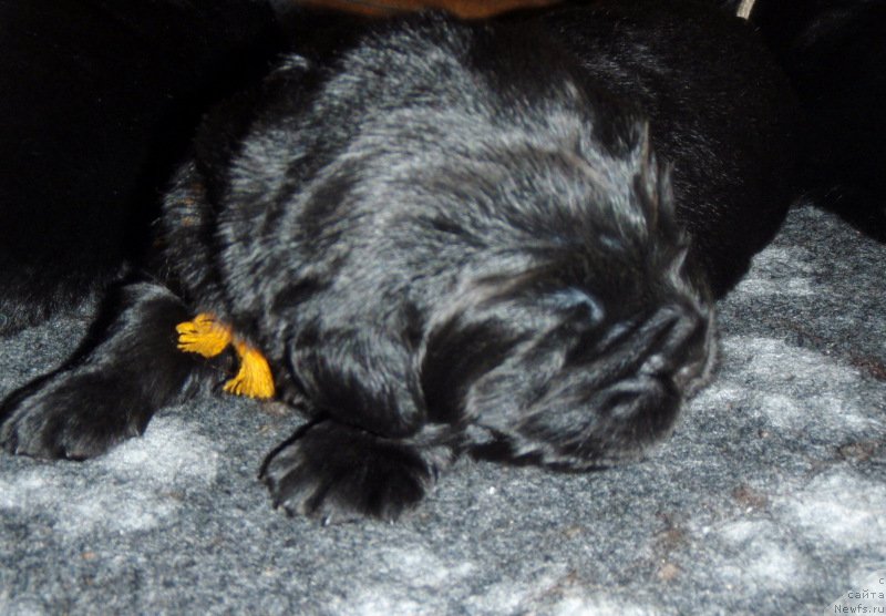 Фото: ньюфаундленд С'Нежная Вьюга Вивара Верди (S'Nezhnaya Vjuga Vivara Verdi)