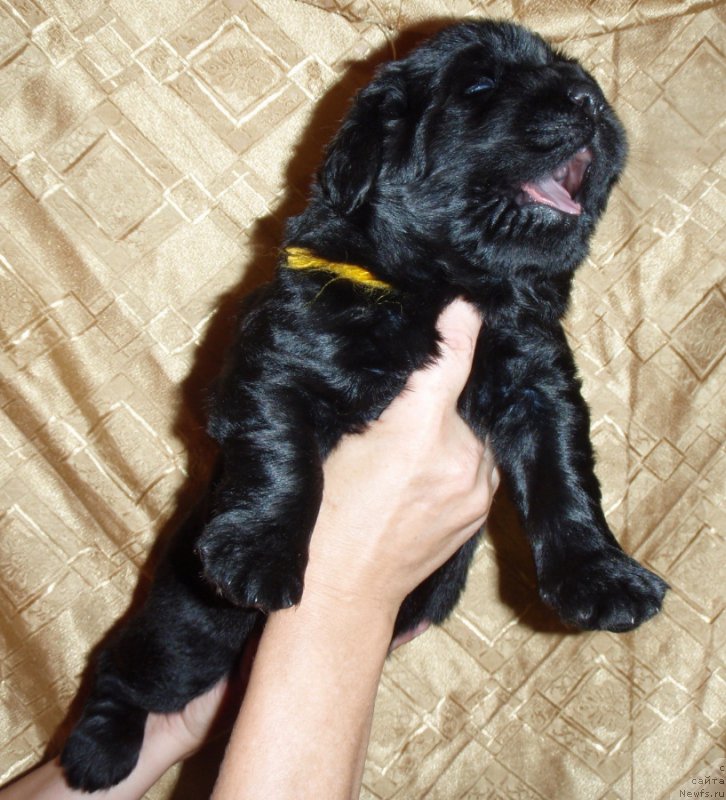 Фото: ньюфаундленд С'Нежная Вьюга Вивара Верди (S'Nezhnaya Vjuga Vivara Verdi)