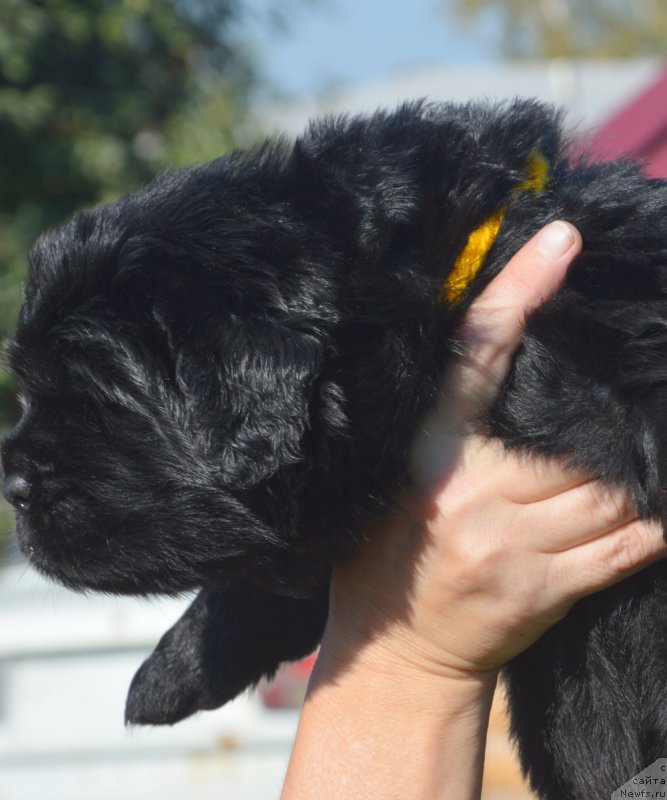 Фото: ньюфаундленд С'Нежная Вьюга Вивара Верди (S'Nezhnaya Vjuga Vivara Verdi)