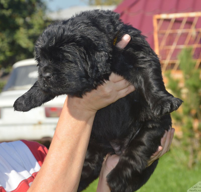Фото: ньюфаундленд С'Нежная Вьюга Вивара Верди (S'Nezhnaya Vjuga Vivara Verdi)