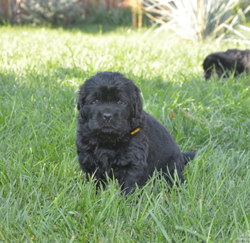 Фото: ньюфаундленд С'Нежная Вьюга Вивара Верди (S'Nezhnaya Vjuga Vivara Verdi)