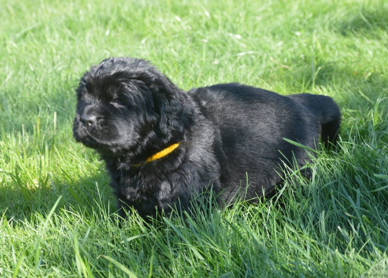 Фото: ньюфаундленд С'Нежная Вьюга Вивара Верди (S'Nezhnaya Vjuga Vivara Verdi)