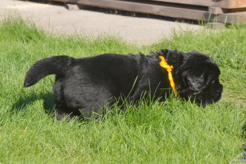 Фото: ньюфаундленд С'Нежная Вьюга Вивара Верди (S'Nezhnaya Vjuga Vivara Verdi)