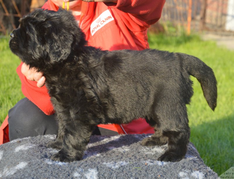 Фото: ньюфаундленд С'Нежная Вьюга Вивара Верди (S'Nezhnaya Vjuga Vivara Verdi)