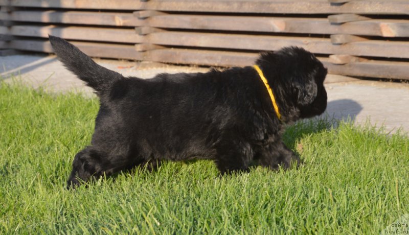 Фото: ньюфаундленд С'Нежная Вьюга Вивара Верди (S'Nezhnaya Vjuga Vivara Verdi)