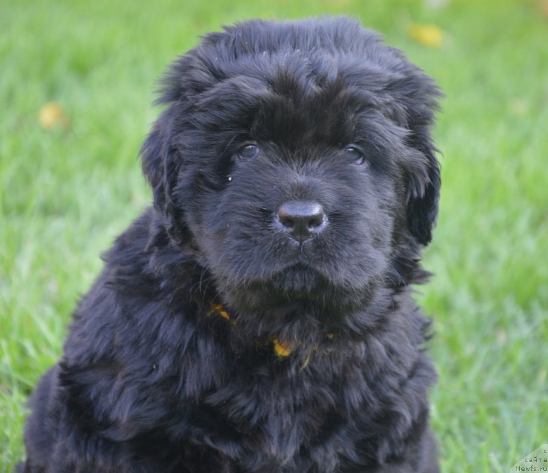 Фото: ньюфаундленд С'Нежная Вьюга Вивара Верди (S'Nezhnaya Vjuga Vivara Verdi)