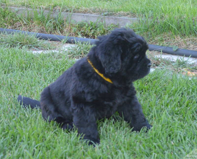 Фото: ньюфаундленд С'Нежная Вьюга Вивара Верди (S'Nezhnaya Vjuga Vivara Verdi)