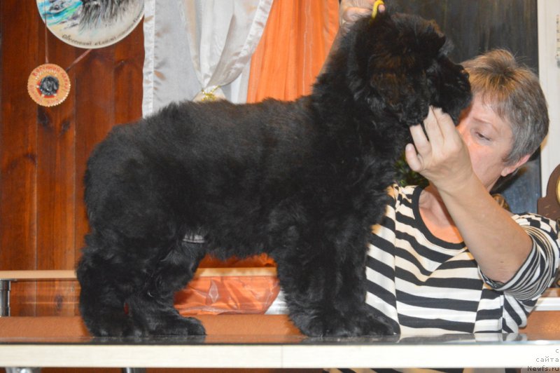 Фото: ньюфаундленд С'Нежная Вьюга Вивара Верди (S'Nezhnaya Vjuga Vivara Verdi)