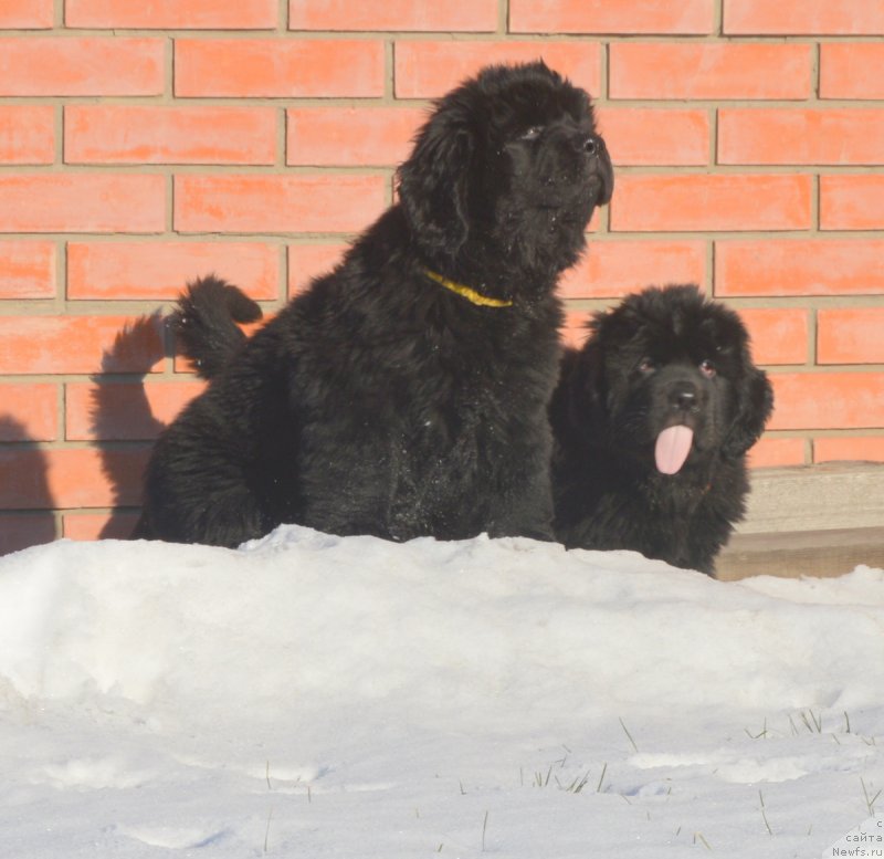 Фото: ньюфаундленд С'Нежная Вьюга Вивара Верди (S'Nezhnaya Vjuga Vivara Verdi), ньюфаундленд С'Нежная Вьюга Венто Ди Фиори (S'Nezhnaya Vjuga Vento Di Fiori)
