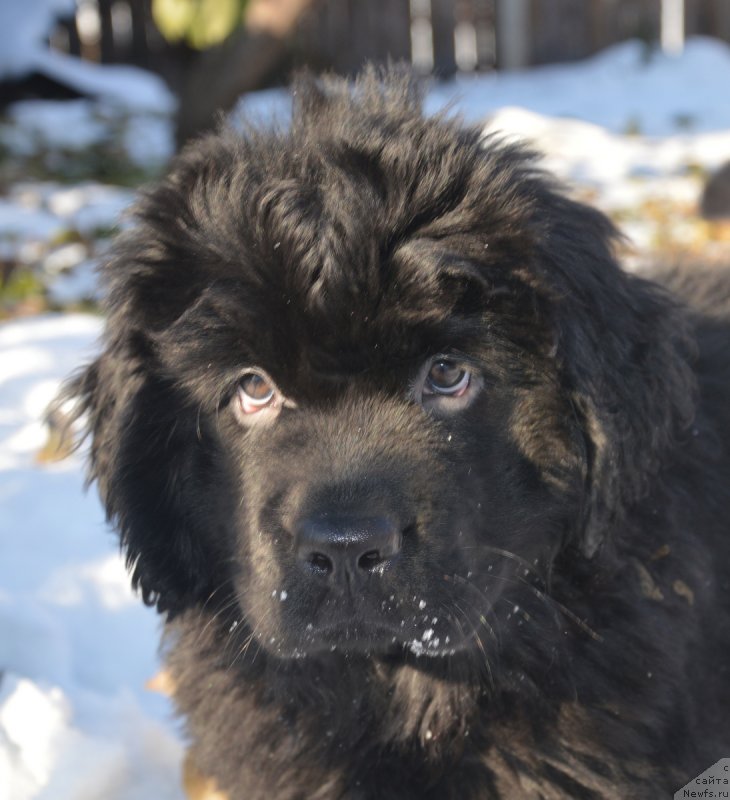 Фото: ньюфаундленд С'Нежная Вьюга Вивара Верди (S'Nezhnaya Vjuga Vivara Verdi)