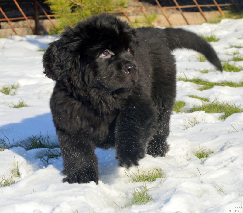 Фотография № 216124