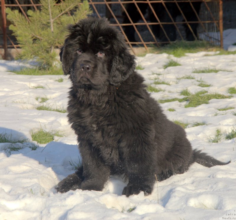 Фотография № 216125