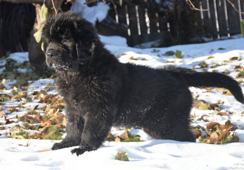 Фото: ньюфаундленд С'Нежная Вьюга Вивара Верди (S'Nezhnaya Vjuga Vivara Verdi)