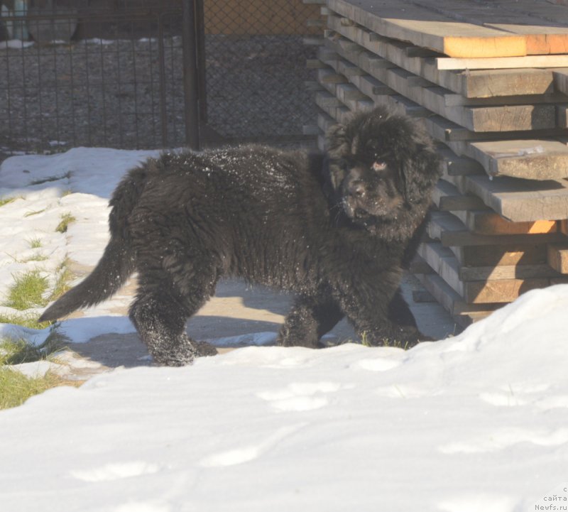 Фотография № 216127