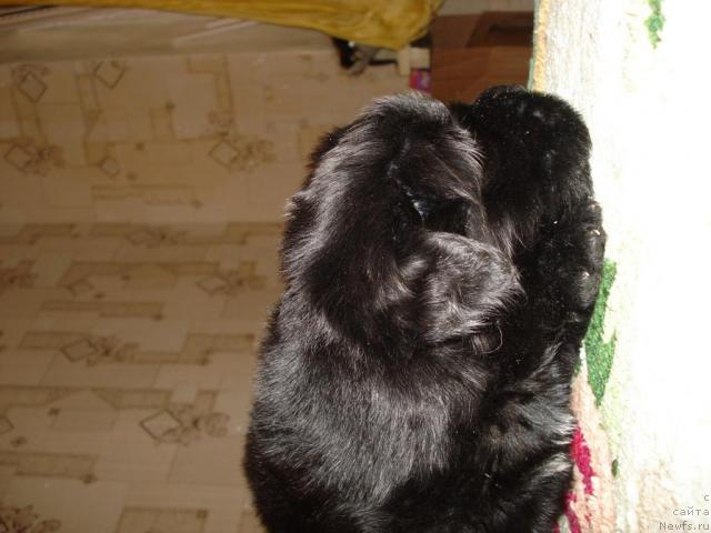 Фото: ньюфаундленд Маг Исполин Борислава для Ольги