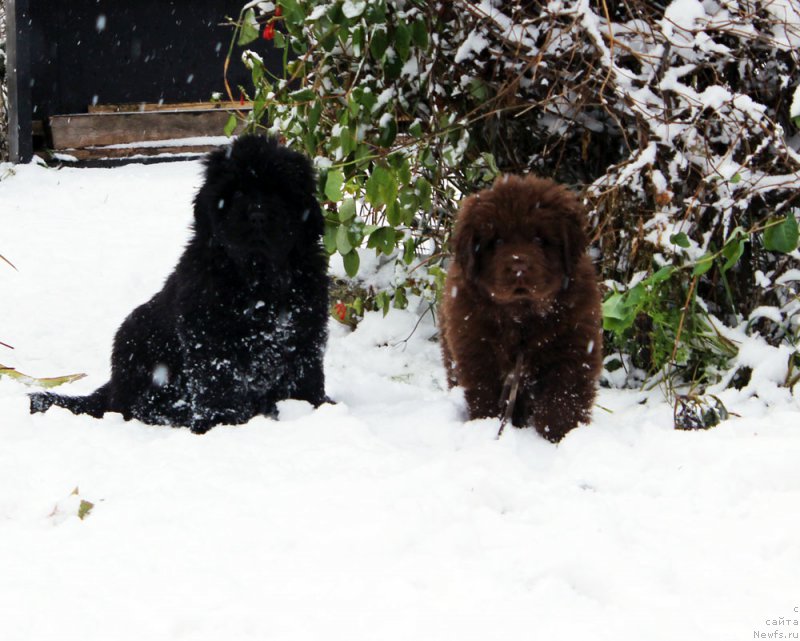 Фото: ньюфаундленд Браунблад МСК Амадей-Дефендер (Brownblood MSK Amadey-Defender), ньюфаундленд Браунблад МСК Аванти Дарлинг Кид (Brownblood MSK Avanti Darling Kid)
