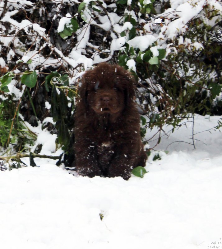 Фото: ньюфаундленд Браунблад МСК Альфа-Ромео Голд Бадди (Brownblood MSK Alfa-Romeo Gold Baddy)