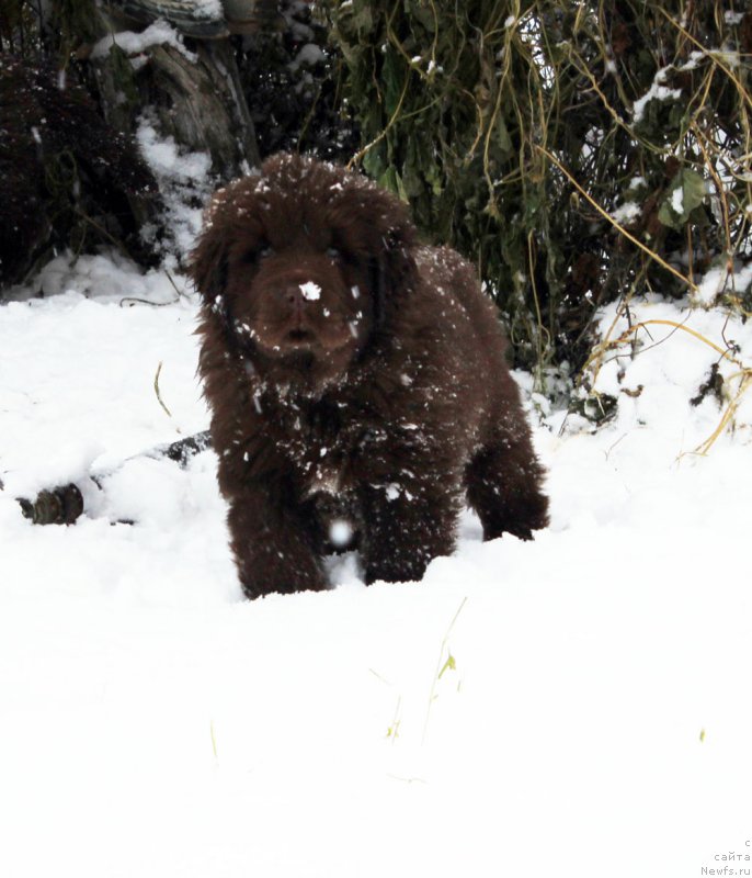 Фото: ньюфаундленд Браунблад МСК Альфа-Ромео Голд Бадди (Brownblood MSK Alfa-Romeo Gold Baddy)