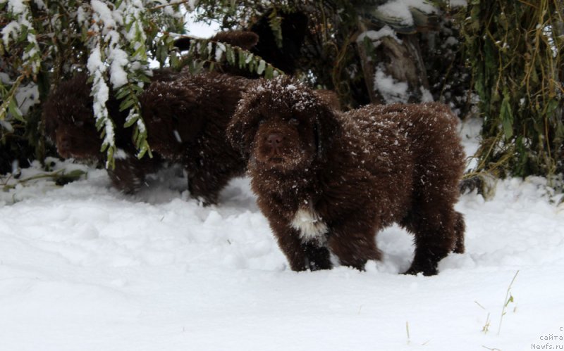 Фото: ньюфаундленд Браунблад МСК Альпина Гуардиан Соул (Brownblood MSK Alpina Guardian Soul)