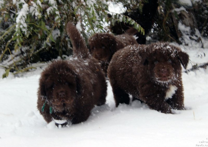 Фото: ньюфаундленд Браунблад МСК Аназер Лав Тендер Эбони (Brownblood MSK Another Love Tender Ebony), ньюфаундленд Браунблад МСК Абрамс-Стронг (Brownblood MSK Abrams-Strong)