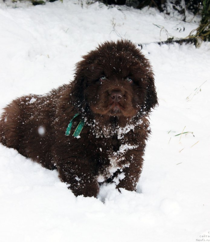 Фото: ньюфаундленд Браунблад МСК Аназер Лав Тендер Эбони (Brownblood MSK Another Love Tender Ebony)
