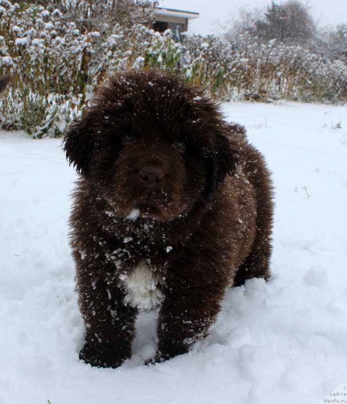 Фото: ньюфаундленд Браунблад МСК Альпина Гуардиан Соул (Brownblood MSK Alpina Guardian Soul)