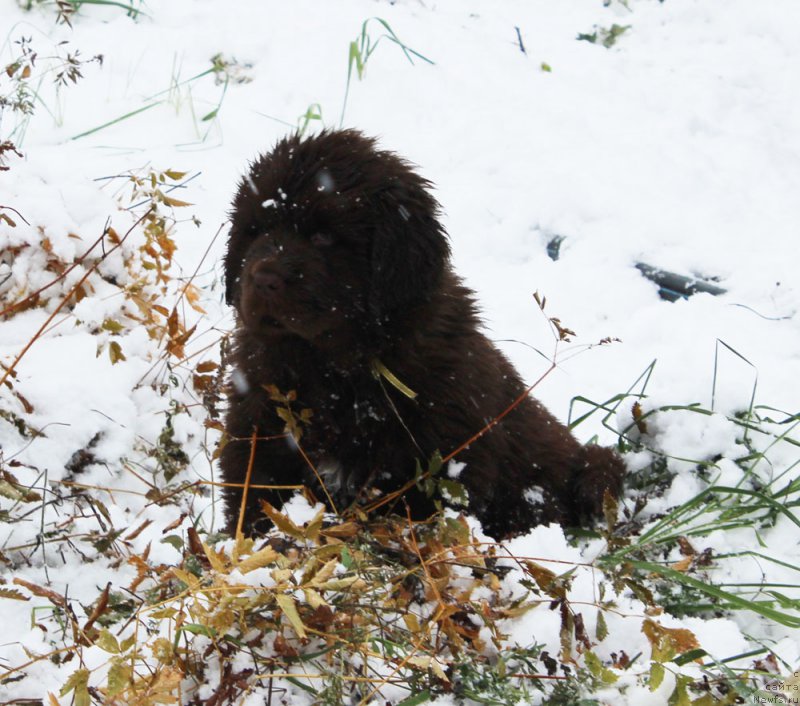 Фото: ньюфаундленд Браунблад МСК Армата Лойар Аид (Brownblood MSK Armata Loyar Aid)