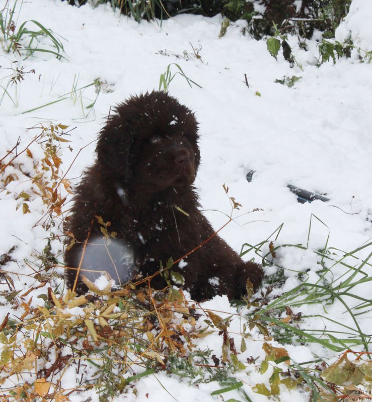 Фото: ньюфаундленд Браунблад МСК Армата Лойар Аид (Brownblood MSK Armata Loyar Aid)