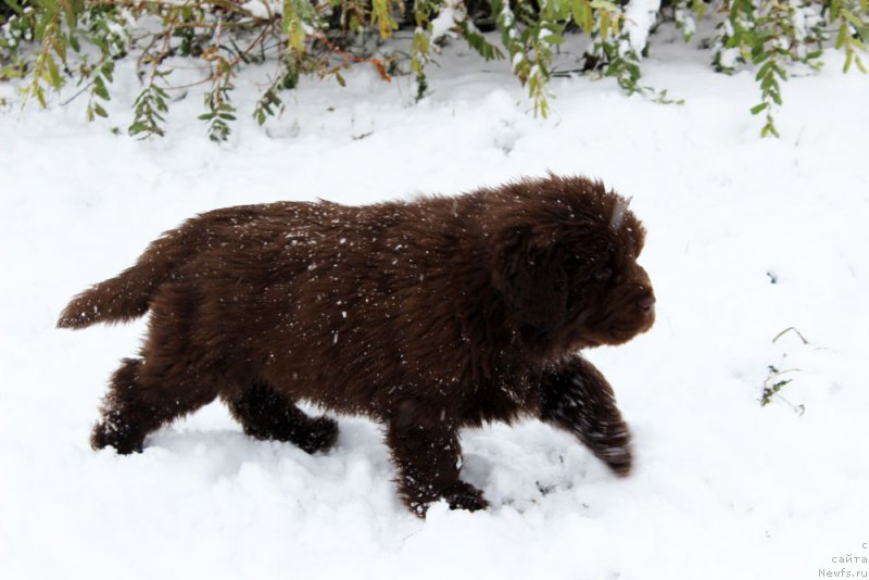 Фото: ньюфаундленд Браунблад МСК Ауди Рэд Лэсс (Brownblood MSK Audi Red Less)