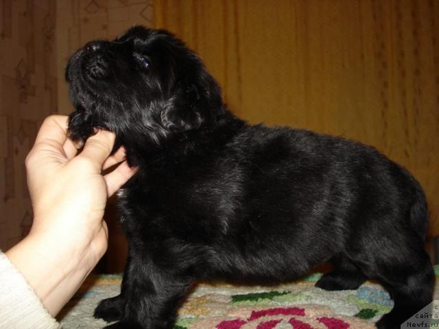 Фото: ньюфаундленд Маг Исполин Борислава для Ольги