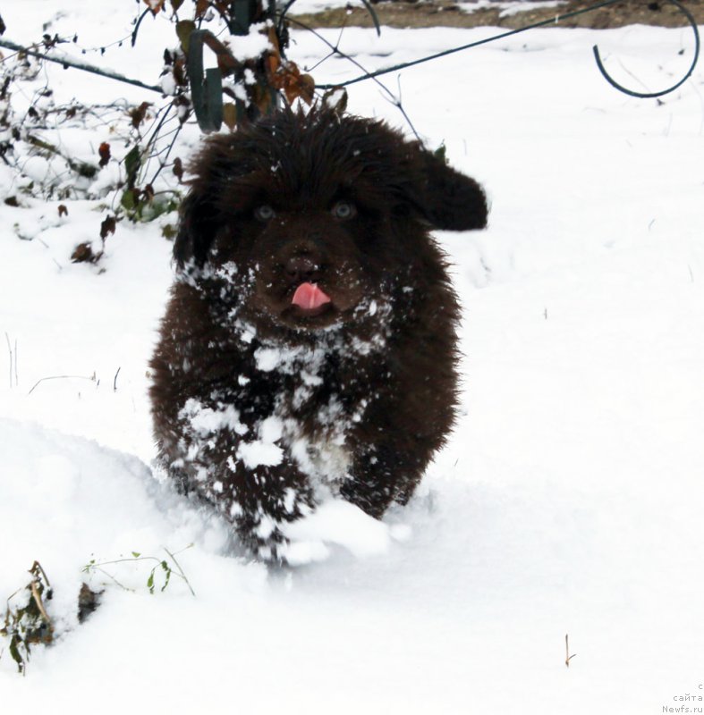Фото: ньюфаундленд Браунблад МСК Ауди Рэд Лэсс (Brownblood MSK Audi Red Less)