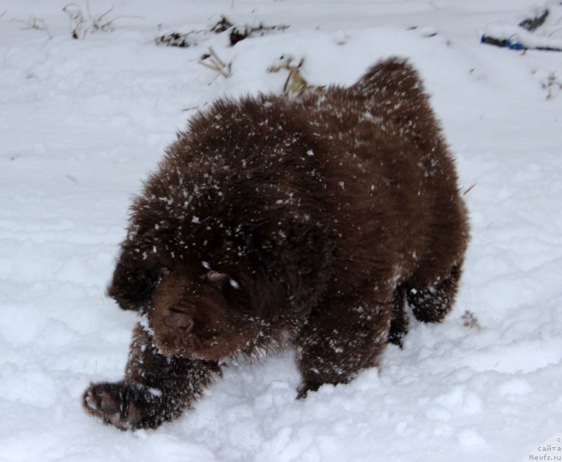 Фото: ньюфаундленд Браунблад МСК Альфа-Ромео Голд Бадди (Brownblood MSK Alfa-Romeo Gold Baddy)