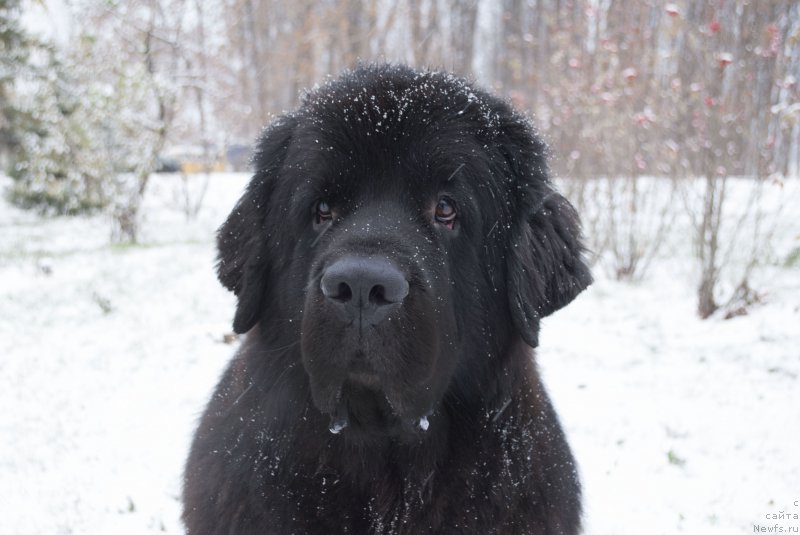 Фото: ньюфаундленд Кипер Соул Лайон Хэерт