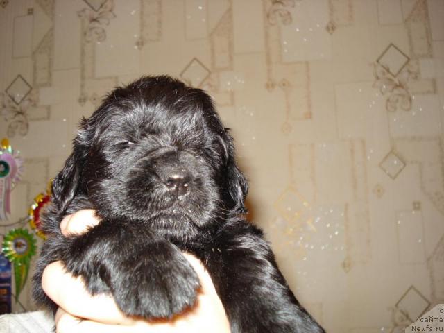 Фото: ньюфаундленд Маг Исполин Борислава для Ольги