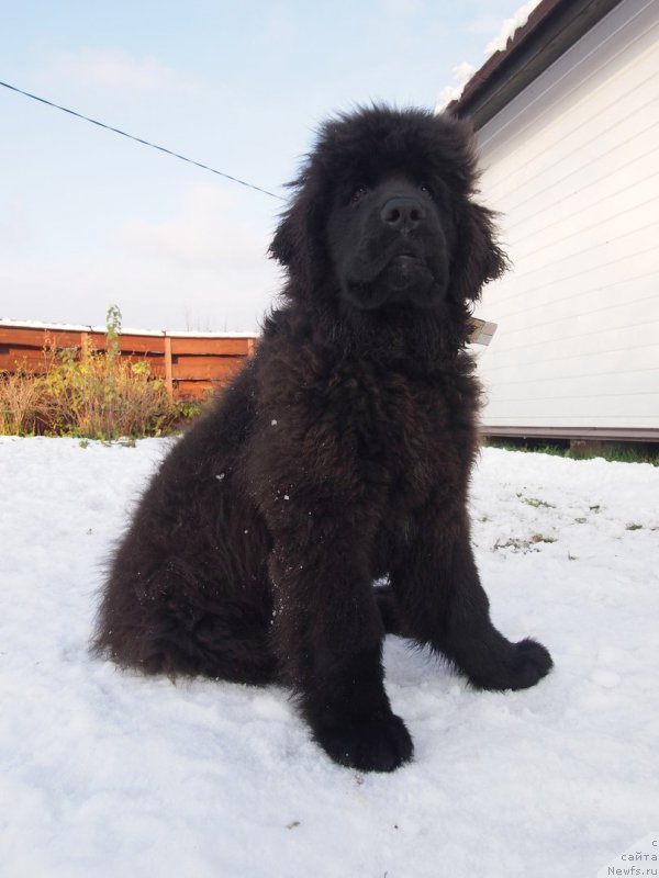 Фотография № 216150