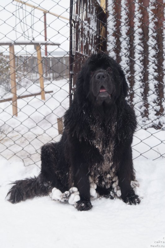 Фото: ньюфаундленд Сент Джонс Заура (Sent Djons Zaura)