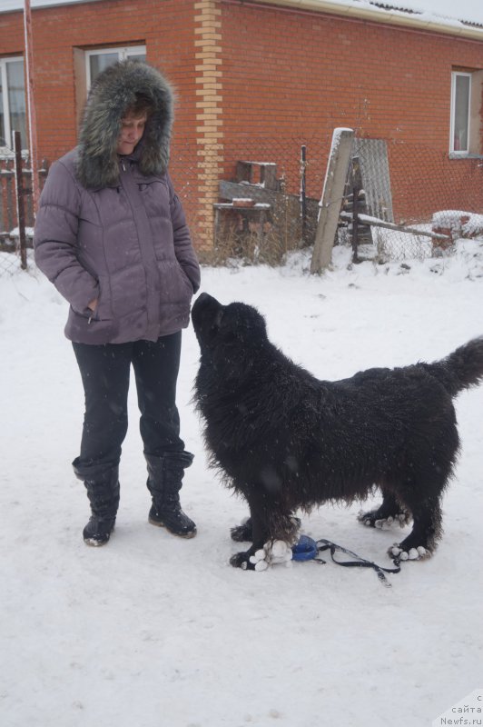 Фото: ньюфаундленд Сент Джонс Заура (Sent Djons Zaura)