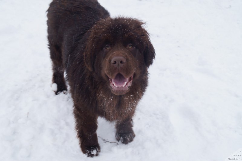 Фото: ньюфаундленд Браунблад МСК Бетани Эйс