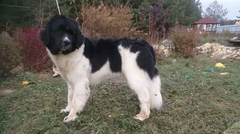 Фото: ньюфаундленд Блестящая Онега от Карельских Медведей