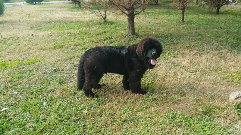 Фото: ньюфаундленд Супер Премиум Цириус