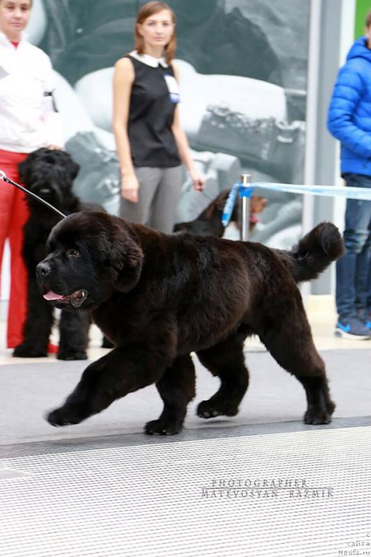 Фото: ньюфаундленд Супер Премиум Царь Баловень