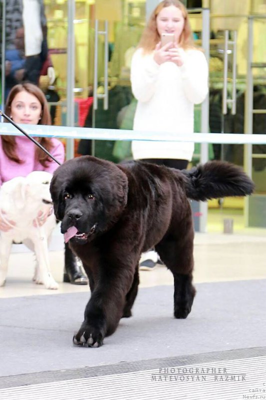 Фото: ньюфаундленд Супер Премиум Царь Баловень